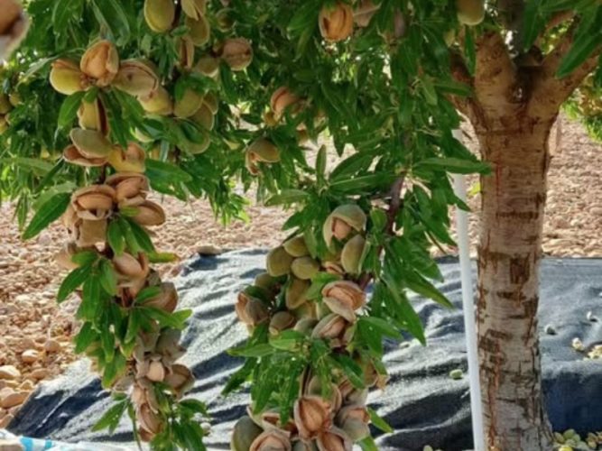 arbolpistacho